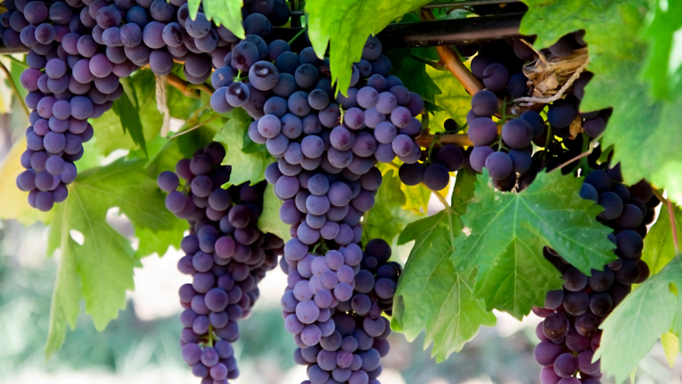 benefits of Grapes